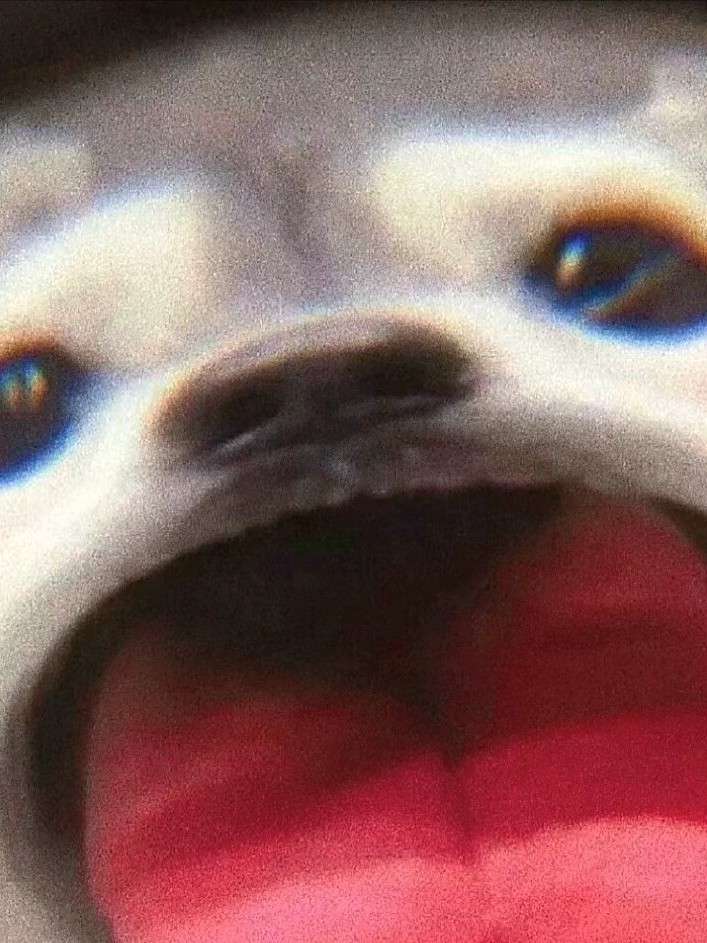 枫柚