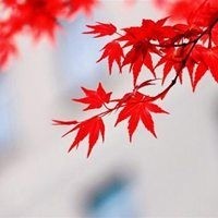 缓